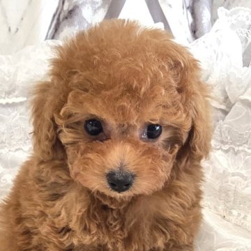 トイプードル(ティーカップ)【岐阜県・男の子・2026年4月12日・レッド】の写真「甘えん坊の可愛い男の子★」