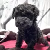 タイニープードル