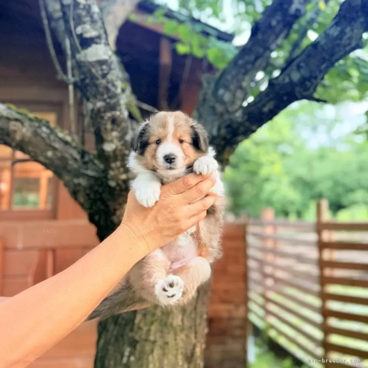 ID：2506-05802の子犬