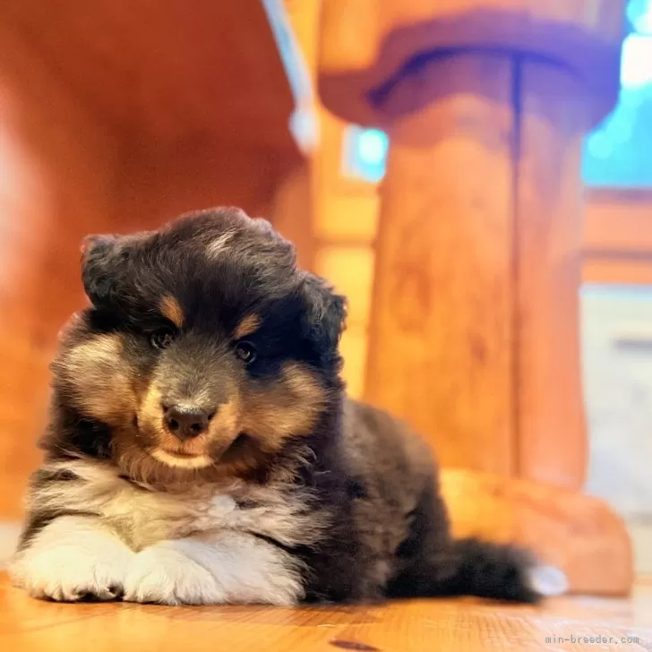 ID：2508-04998の子犬