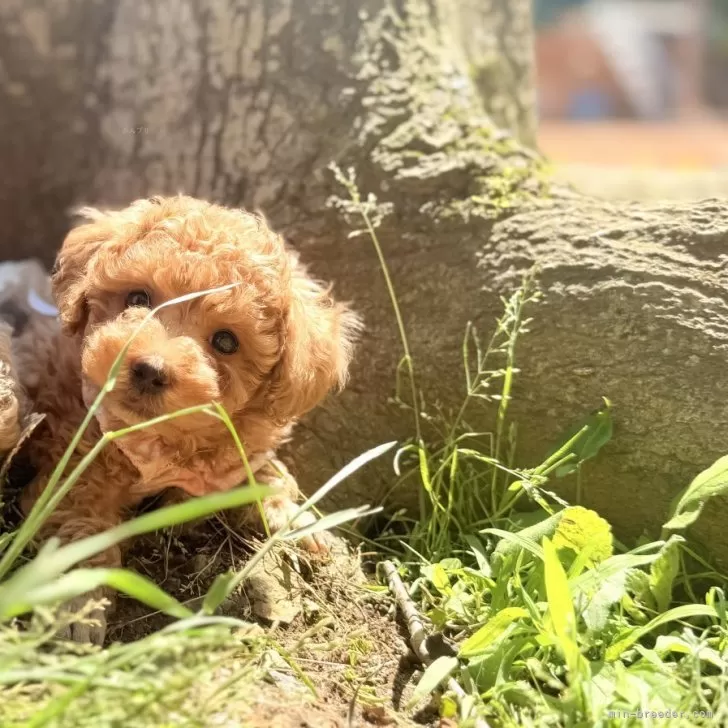 ID：2505-03005の子犬