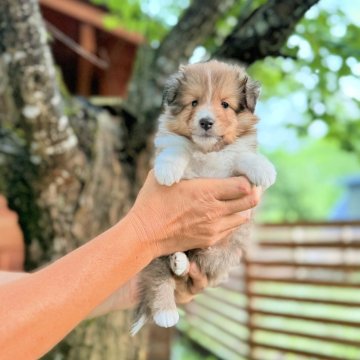 シェットランドシープドッグ【大阪府・男の子・2025年5月23日・セーブル】の写真「可愛いお顔です💕💍🩵」
