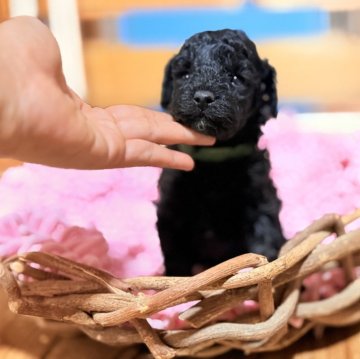 トイプードル(タイニー)【大阪府・男の子・2025年10月22日・ブラック】の写真「💍遺伝子検査クリア🧬両親共クリア✨」