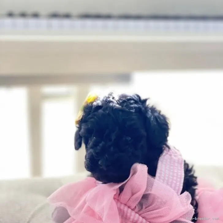 ID：2212-03277の子犬