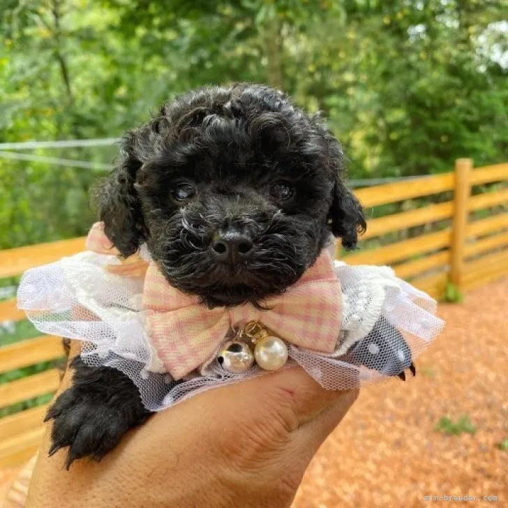 ID:2309-01002の子犬