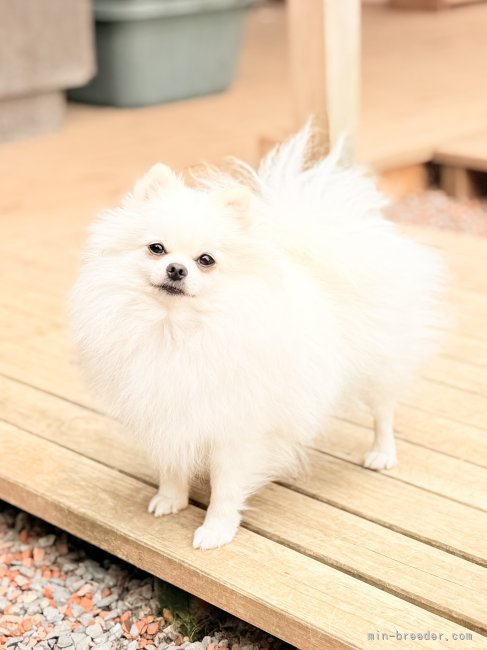 ポメラニアン【・女の子・2022年9月1日・ホワイト】
