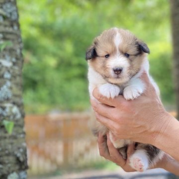 シェットランドシープドッグ【大阪府・女の子・2024年5月3日・セーブル】の写真「親犬遺伝子検査8項目全てクリア🧬」