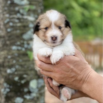 シェットランドシープドッグ【大阪府・女の子・2024年5月3日・セーブル】の写真「親犬遺伝子検査8項目全てクリア🧬」