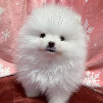 ポメラニアン【大阪府・男の子・2023年9月29日・ホワイト】の写真「たぬき顔💕のかわいい男の子。遺伝子検査クリア🧬🧬」