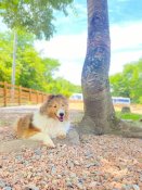 シェットランドシープドッグ【・女の子・2021年7月28日・セーブル】