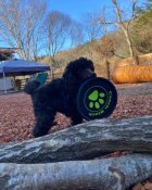 トイプードル【・男の子・2023年11月7日・ブラウン】