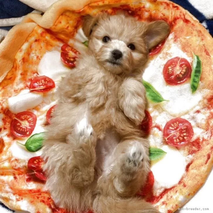 ID:2503-05182の子犬