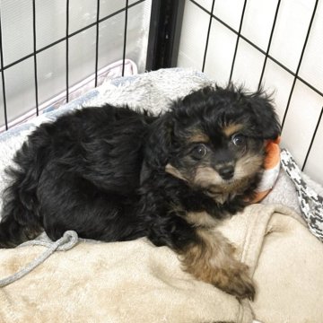 チワプー(トイプードル×チワワ)【佐賀県・男の子・2025年9月17日・ブラックタン】の写真「やんちゃboy♡」