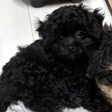 チワプー(トイプードル×チワワ)【佐賀県・男の子・2025年9月17日・ブラック】の写真「顎ちょっとだけ白い毛♡」