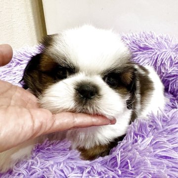 シーズー【佐賀県・男の子・2025年9月22日・ゴールド&ホワイト】の写真「愛らしい子♡」