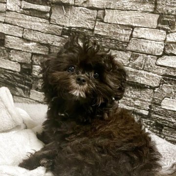 シープー(トイプードル×シーズー)【佐賀県・女の子・2025年5月7日・ブラウン】の写真「愛らしいお顔です♡」