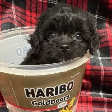 チワプー(トイプードル×チワワ)【佐賀県・男の子・2025年9月17日・ブラック】の写真「顎ちょっとだけ白い毛♡」