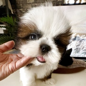シーズー【佐賀県・男の子・2025年9月22日・ゴールド&ホワイト】の写真「美形♡」