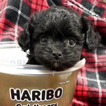 チワプー(トイプードル×チワワ)【佐賀県・女の子・2025年9月17日・ブラック】の写真「胸元、後ろ足先、顎、白毛♡」