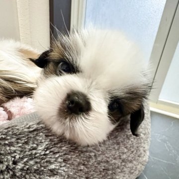 シーズー【佐賀県・男の子・2025年9月22日・ゴールド&ホワイト】の写真「美形顔♡」