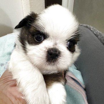 シーズー【佐賀県・男の子・2025年9月22日・ゴールド&ホワイト】の写真「美形顔♡」