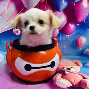 チワプー(トイプードル×チワワ)【佐賀県・女の子・2024年11月28日・クリーム】の写真「お転婆姫♡チビチビsize」