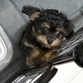 チワプー(トイプードル×チワワ)