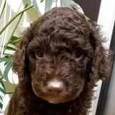 ミディアムプードル