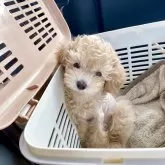マルプー(マルチーズ×トイプードル)【佐賀県・男の子・2025年7月16日・アプリコット】の写真2「成犬２キロ未満予想」