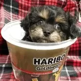 チワプー(トイプードル×チワワ)【佐賀県・男の子・2025年9月17日・ブラックタン】の写真5