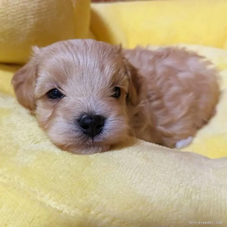 ID：2311-04052の子犬