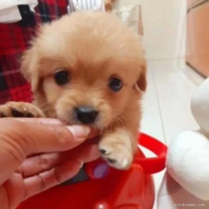 ID：2309-05546の子犬