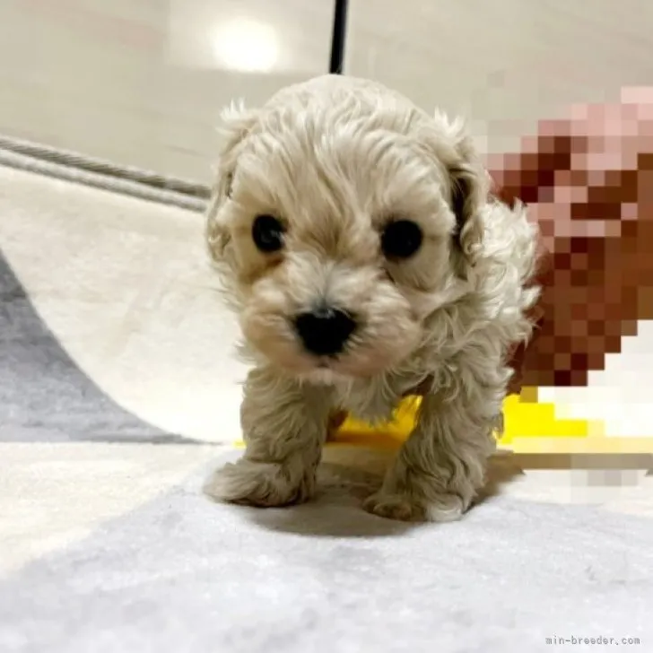 ID：2304-04261の子犬