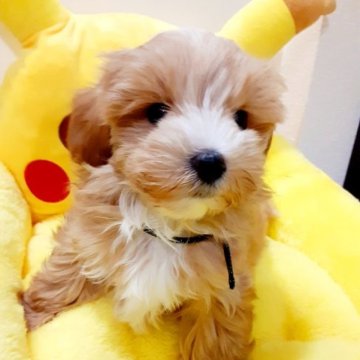 マルプー (マルチーズ❌プードル)🐾【佐賀県・男の子・2023年3月10日・アプリコット&ホワイト】の写真「お顔のホワイトラインがCute💓🐾」