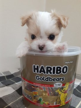 チワワ✕プードル【佐賀県・女の子・2021年10月20日・クリーム&ホワイト】の写真「美人さんです⭐
12月5日現在、650g」