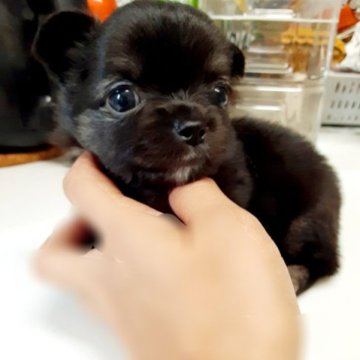 チワワ(ロング)【佐賀県・女の子・2023年5月29日・ブラックタン&ホワイト】の写真「お腹や足先ホワイト🐾」