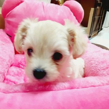 チワプー(チワワ✕プードル)【佐賀県・男の子・2023年3月10日・クリーム】の写真「ちびちびサイズ🐥」