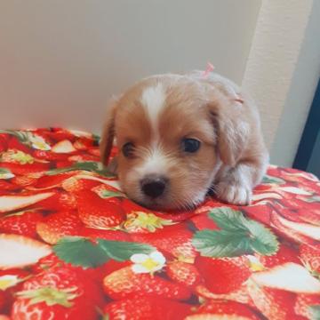 チワワ✖️プードル【佐賀県・女の子・2022年8月5日・アプリコット&ホワイト】の写真「キレイな毛色です🐥」