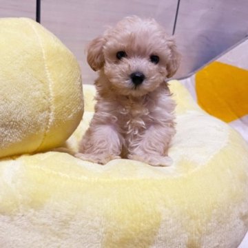 マルプー 🐾(マルチーズ❌プードル)【佐賀県・男の子・2023年3月10日・クリーム】の写真「可愛いお顔へ変身中～💖」