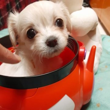 チワプー(チワワ❌プードル)【佐賀県・女の子・2023年8月26日・クリーム】の写真「パパ似の大きな目の美人さん🐶」