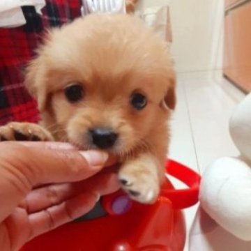チワプー(チワワ×トイプードル)【佐賀県・女の子・2023年9月1日・アプリコット】の写真「愛嬌良く育てやすい子です(*^^*)」