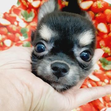 チワワ(ロング)【佐賀県・男の子・2022年4月19日・ブラックタン】の写真「胸にT❤️小さい子で会ったらビックリsize❤️」