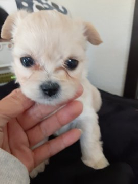 チワワ✕プードル【佐賀県・女の子・2021年10月20日・クリーム】の写真「くりくりお目目
女の子らしいかわいいお顔です」