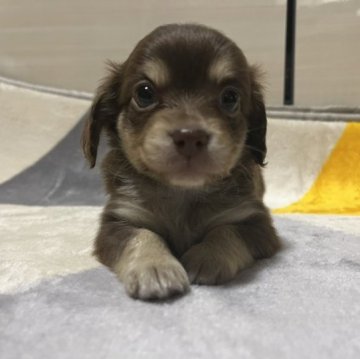 チワックス🐾(チワワ❌ダックス)【佐賀県・男の子・2023年3月9日・チョコタン】の写真「人気のチョコタン🐣」
