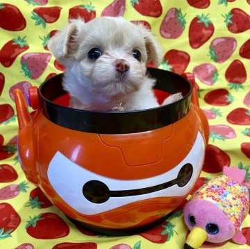 チワプー(トイプードル×チワワ)【佐賀県・女の子・2024年6月6日・クリーム】の写真「おっとり系女子♡」