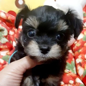 チワプー(チワワ❌プードル)【佐賀県・男の子・2023年8月31日・ブラックタン】の写真「チビチビsize」