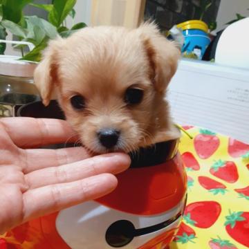 チワワ✖️プードル【佐賀県・男の子・2022年8月5日・アプリコット】の写真「小さい子です🐣」