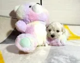 マルプー (マルチーズ❌プードル)【佐賀県・男の子・2023年5月18日・クリーム】の写真5