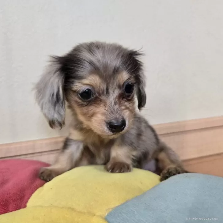 ID：2507-03319の子犬