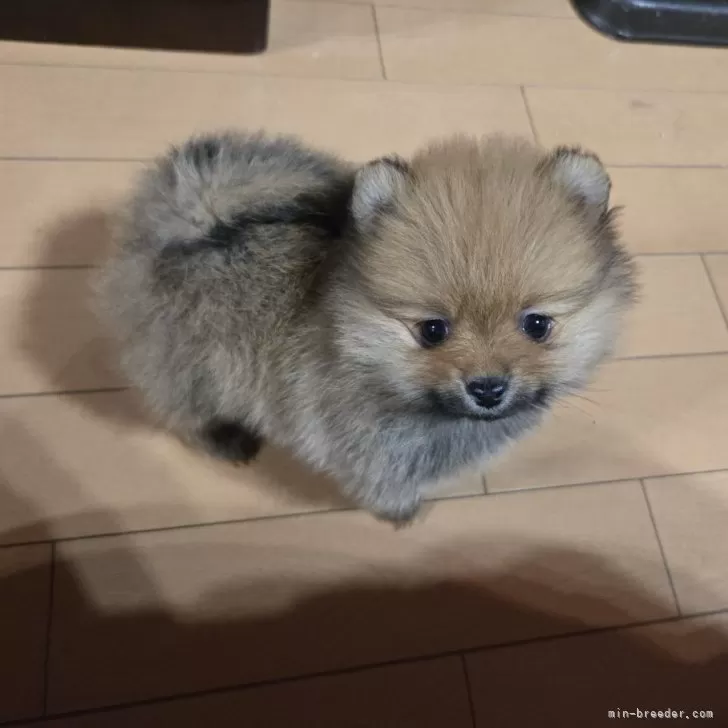 ID：2501-06959の子犬